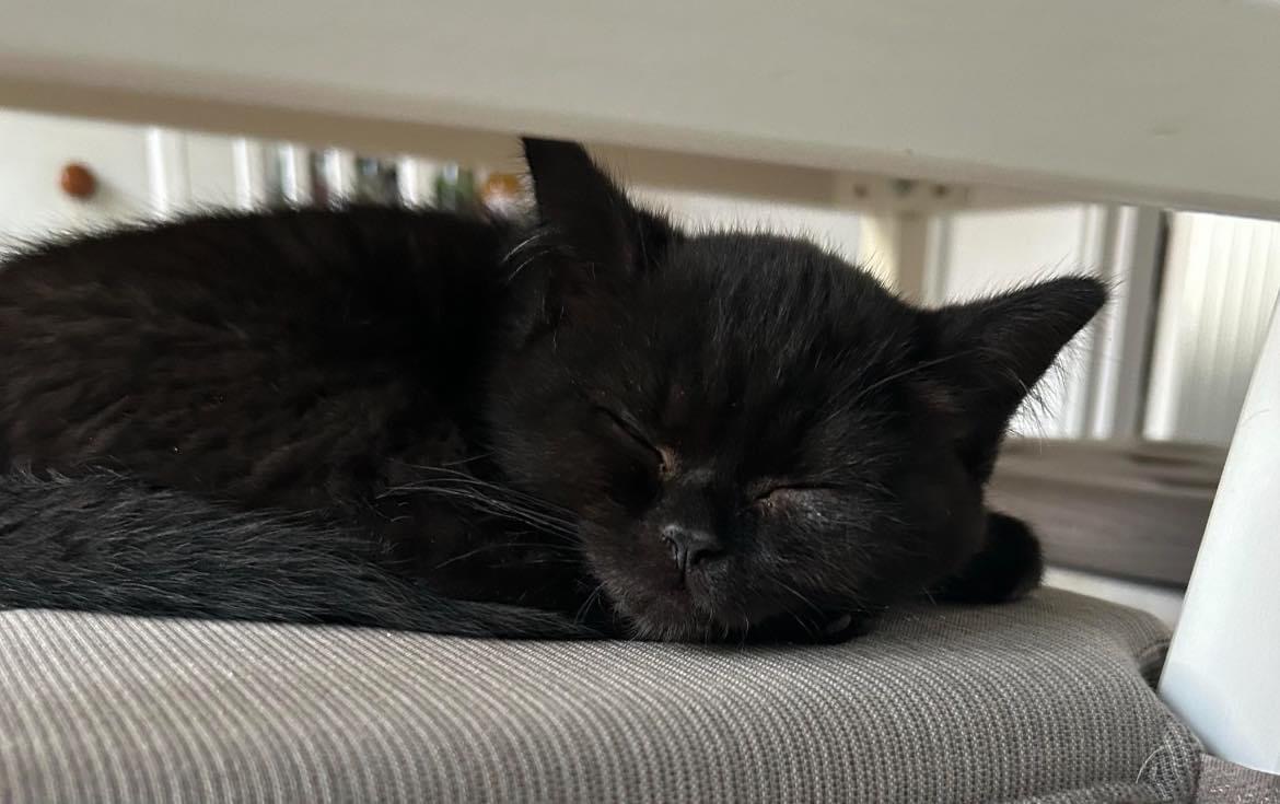 Happy pet (placeholder)